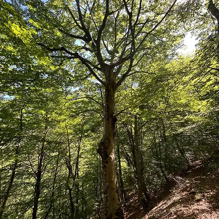 Bujtina Kapinova База отдыха *