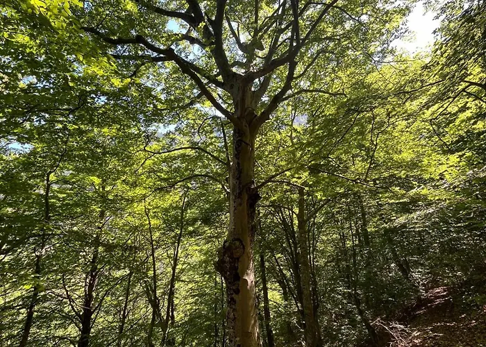 Bujtina Kapinova Parco vacanze *